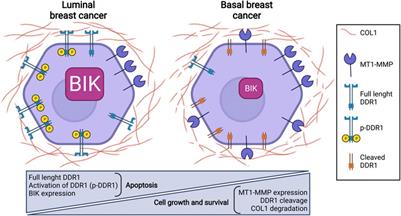 Collagen and Discoidin Domain Receptor 1 Partnership: A Multifaceted Role in the Regulation of Breast Carcinoma Cell Phenotype